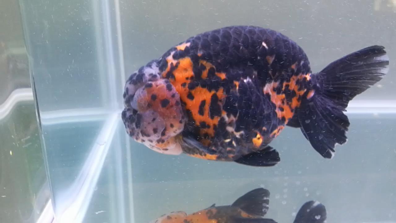 3条带病金鱼，让我稀里糊涂治好了，分享一下过程，现在状态很好