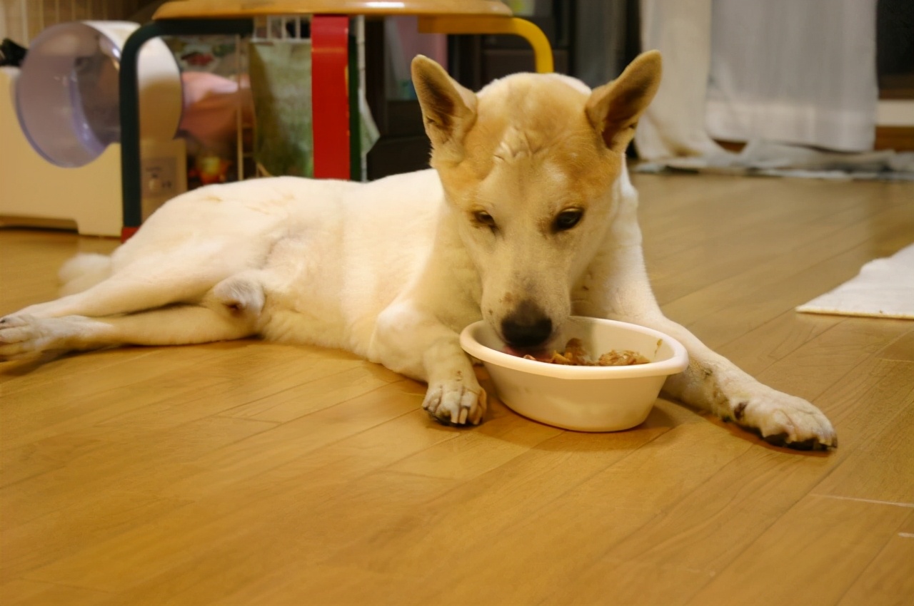 狗狗先拉干的再拉稀的什么原因,狗狗又吐又拉稀是什么原因