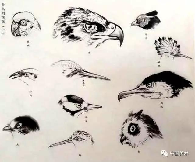 禽鸟画教程,最简单的禽鸟画法