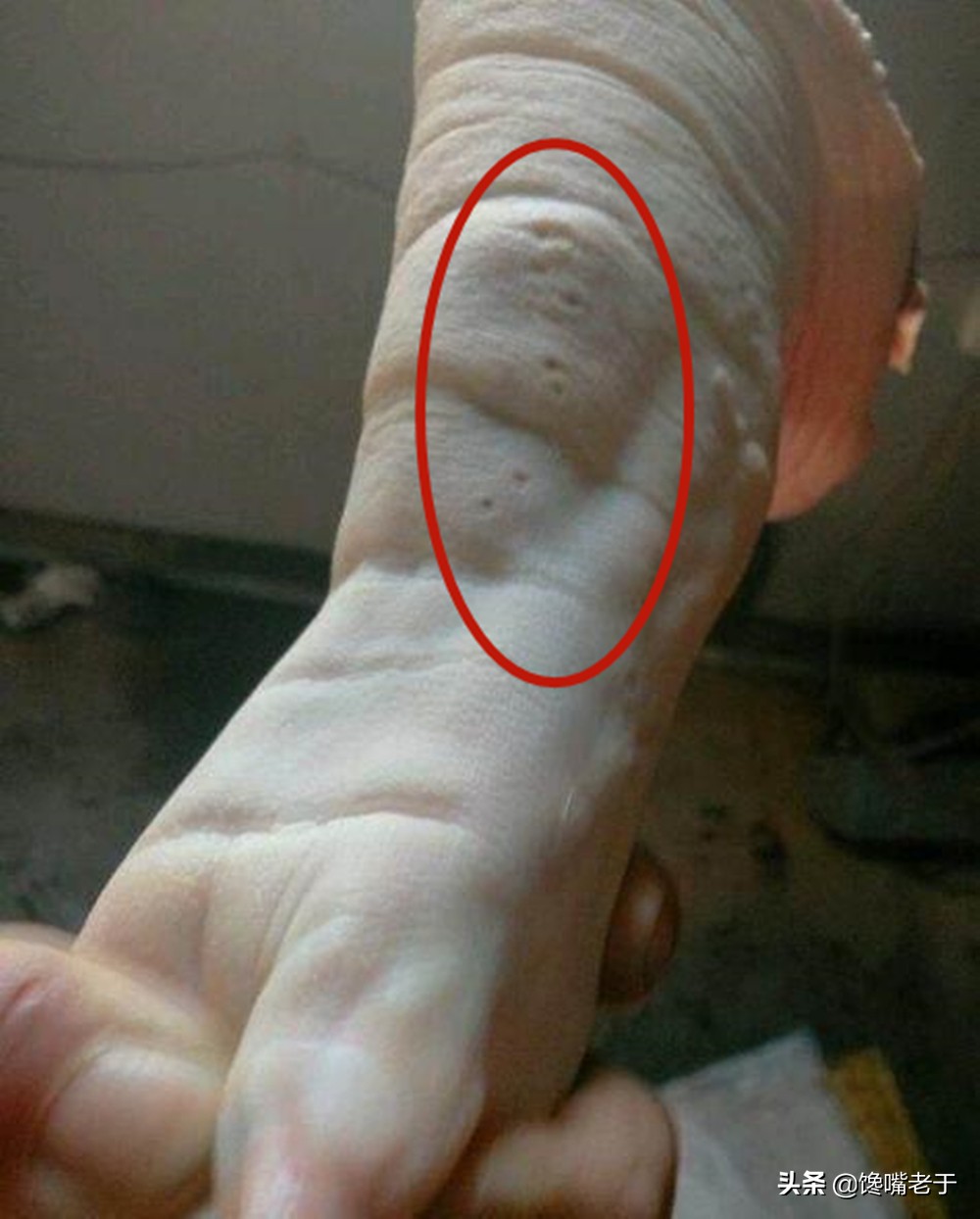 炖猪脚前蹄好吃还是后蹄好吃,芸豆炖猪蹄是用前蹄好还是后蹄好