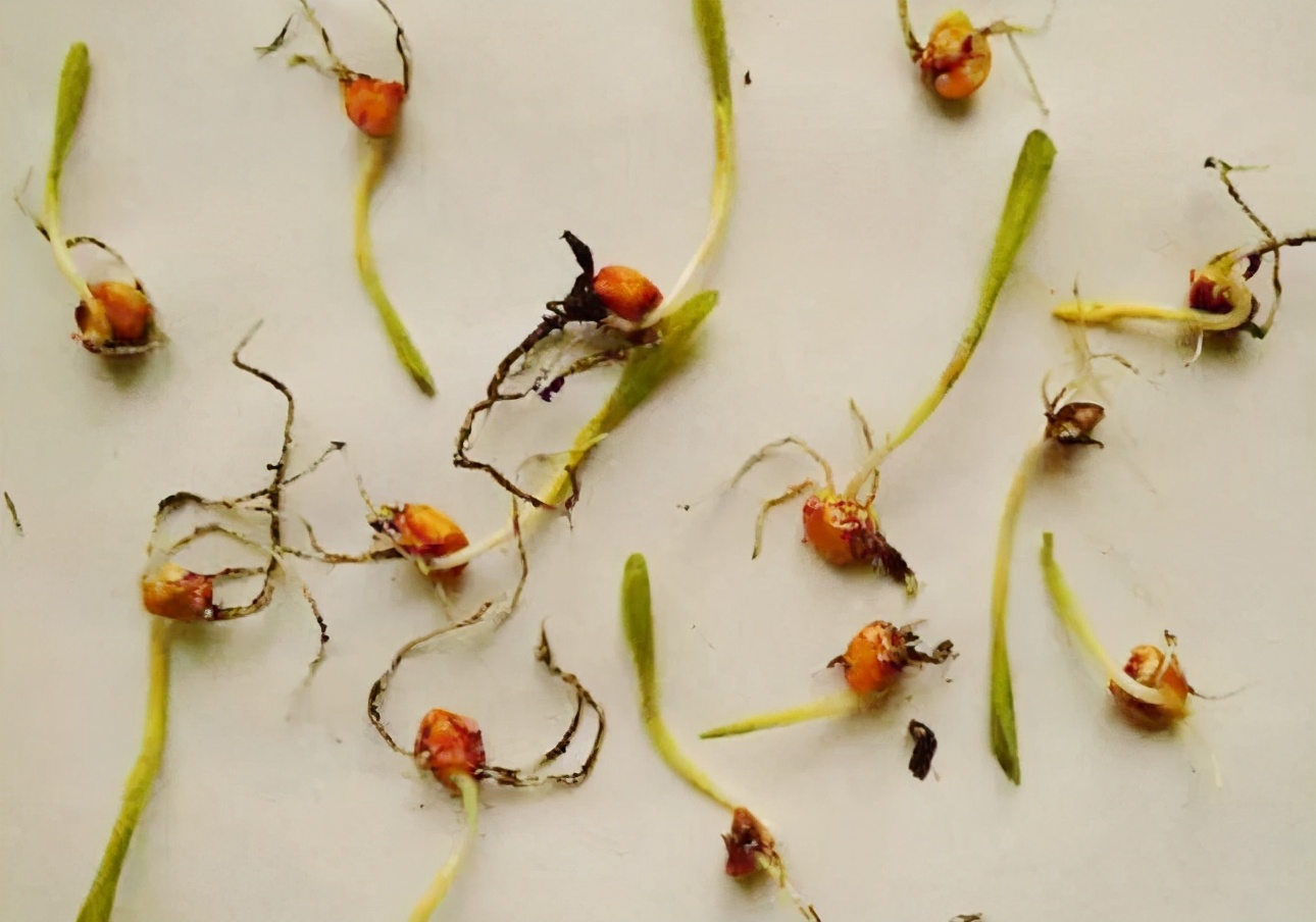 玉米成熟下大雨不能进地怎么办,刚种的玉米就下大雨了怎么办