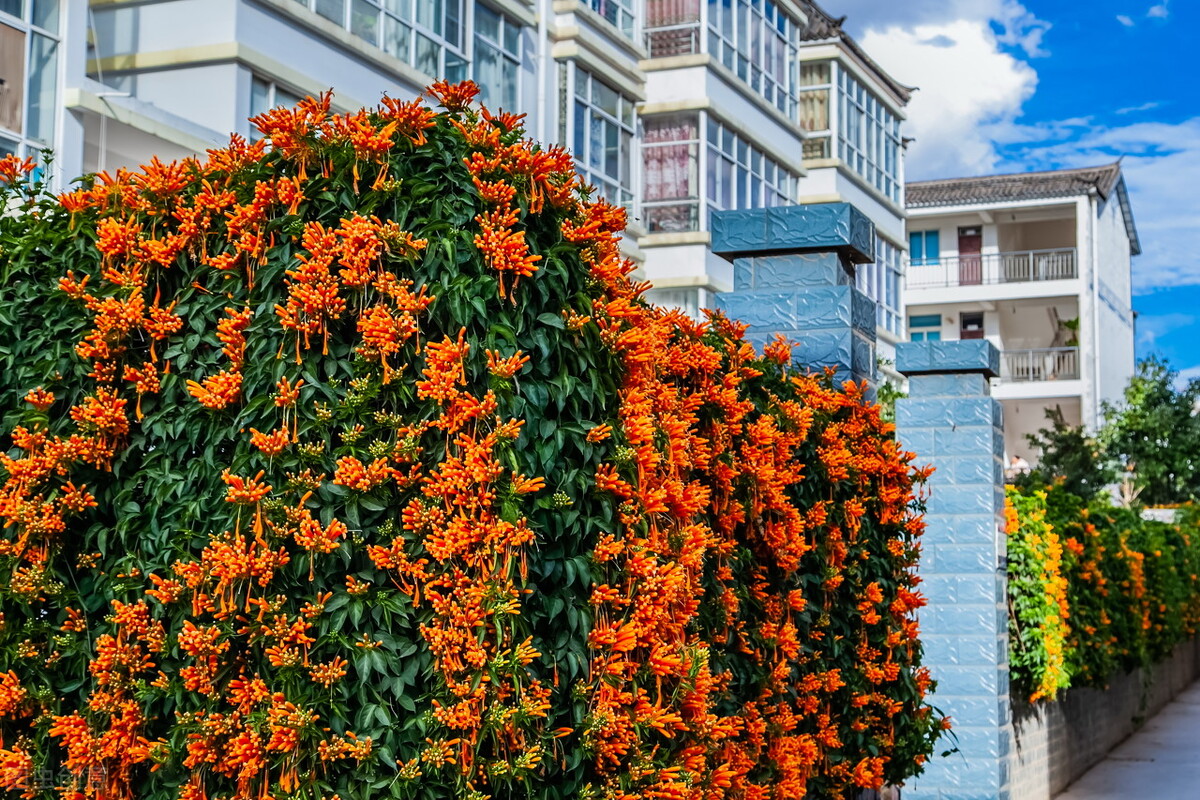 100种常见园林图鉴,列举20类不同的园林花卉