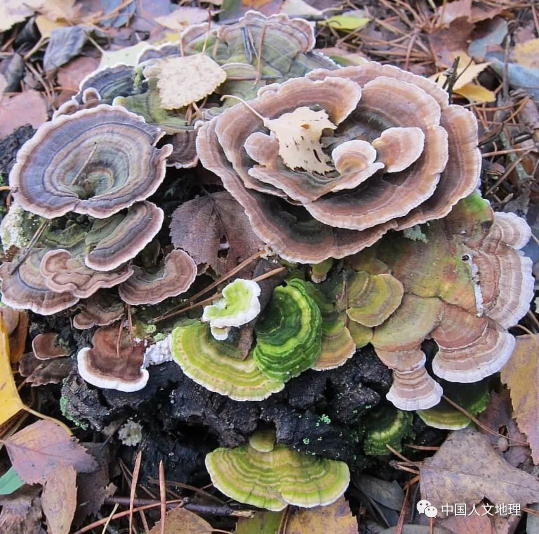 摄影彩色蘑菇,摄影师拍摄迷你蘑菇