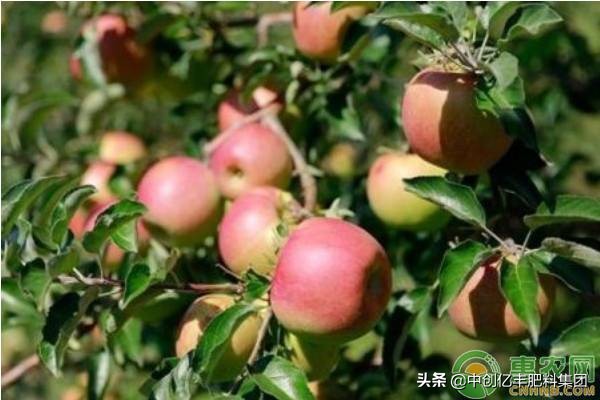 三十年红富士冬季修剪技术视频,红富士苹果树不同时期的修剪要点