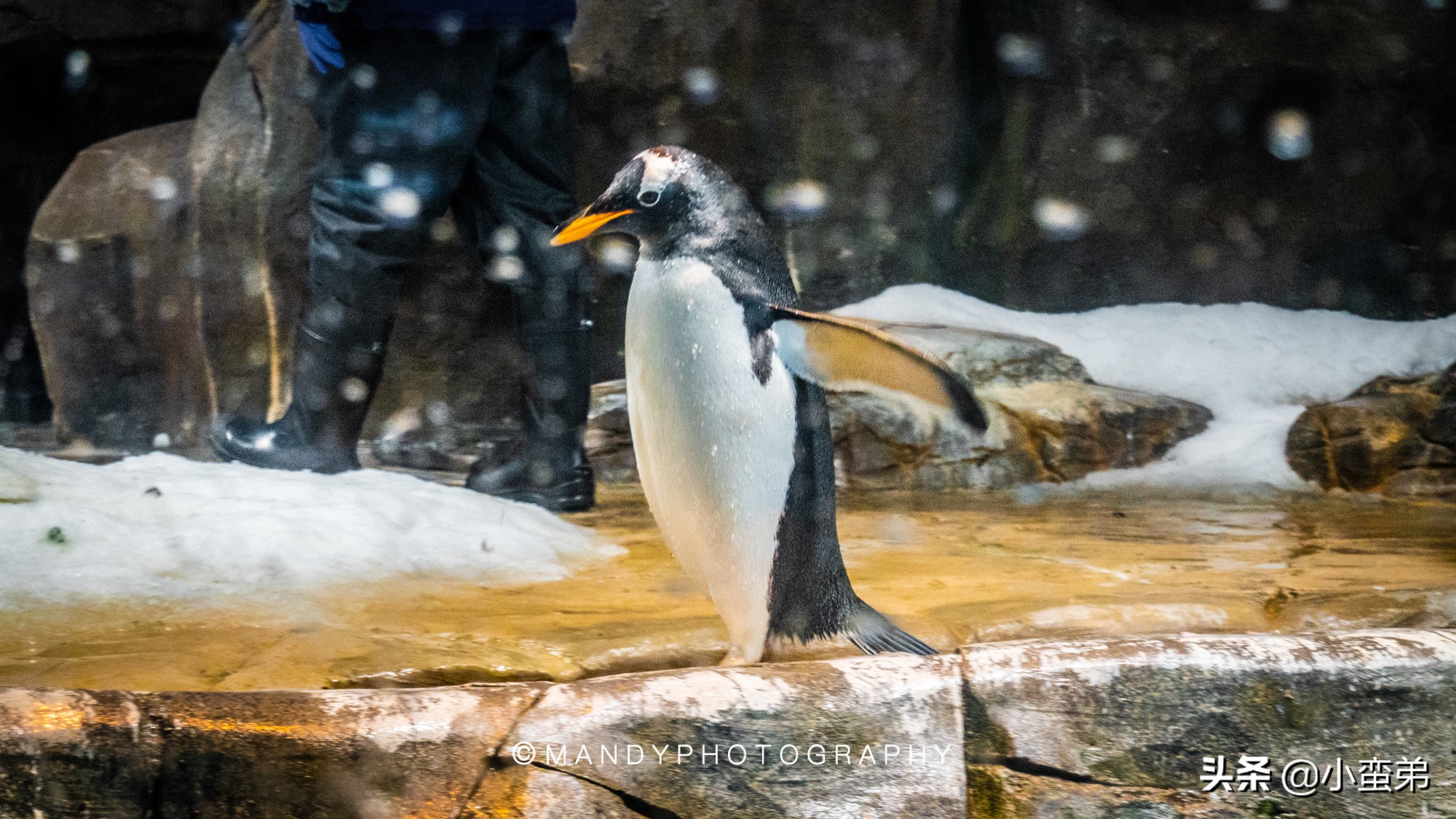 香港巡礼|是谁！敢拿水枪给20岁的海贼王庆生？