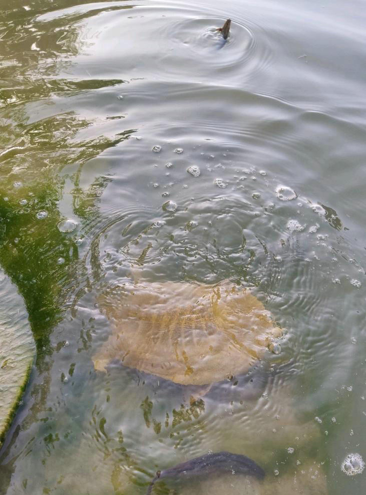 广州生态甲鱼,生态环境改善娃娃鱼现身长江