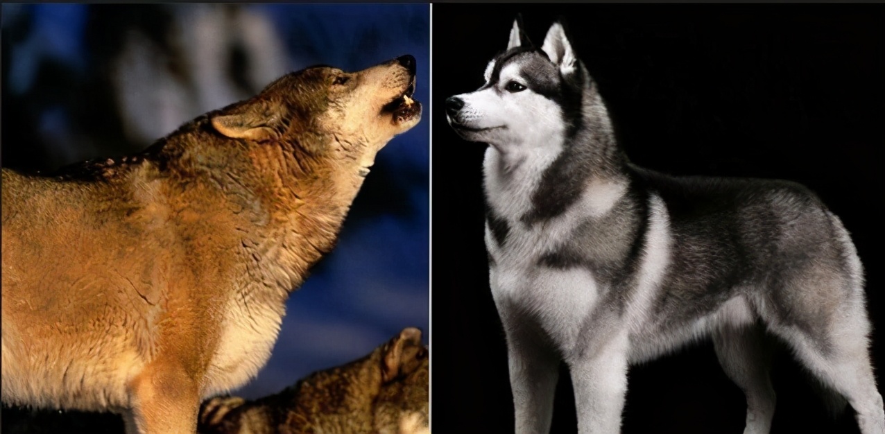 狗为什么对着没人的地方惨叫,狗会对什么朝着角落吠晚上