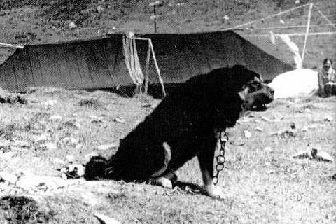 九狗出一獒怎么认,狗生九子必有一獒是真实存在的吗