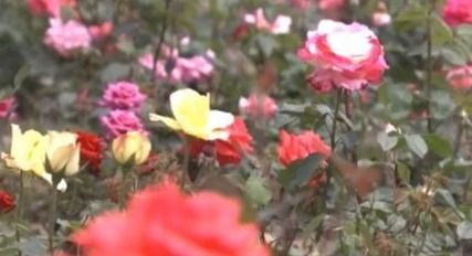 苏北第一县级市沭阳,苏北第一大县沭阳