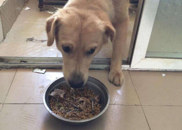 狗粮适口性不好怎么改善,狗粮密封坏了怎么补救