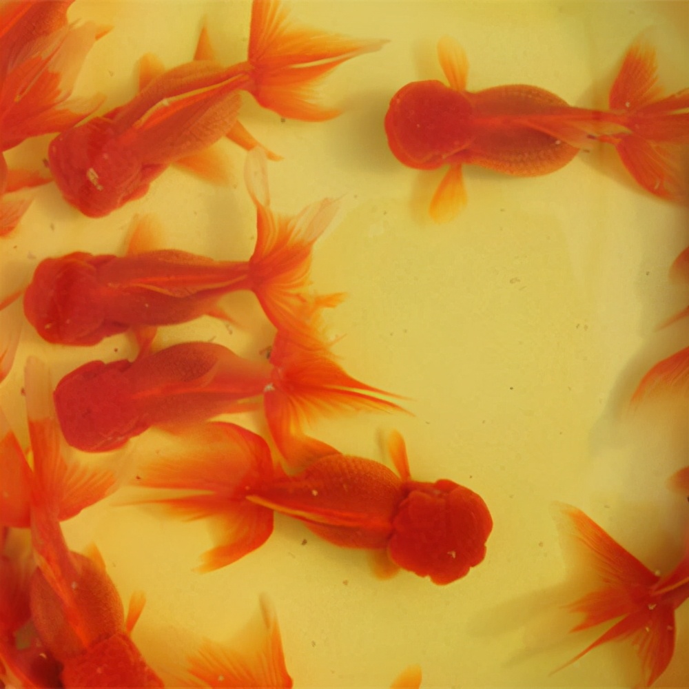 金鱼最近隔几天就死一条是为什么,买回来的金鱼为什么养几天就死了