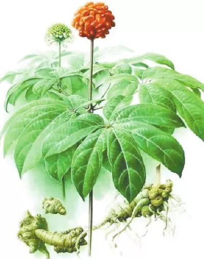 医者仁心全集的真实事件,中药三七治疗疾病的故事