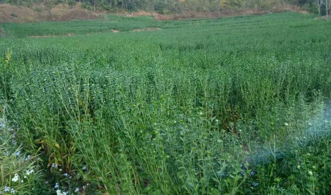 创业故事分享卖花,创业故事茶叶