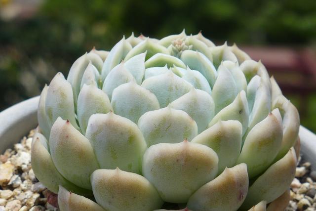 阳台上不要放这四种东西,阳台上不宜放什么植物