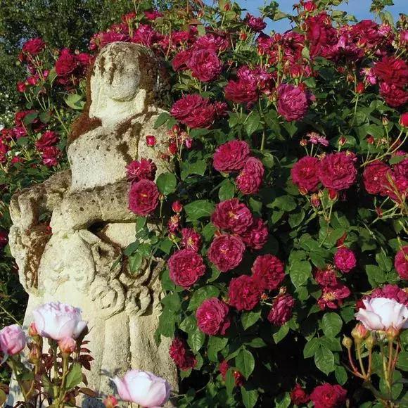 藤本月季秋季怎么修剪才会花墙,最丰花多季开花的藤本月季