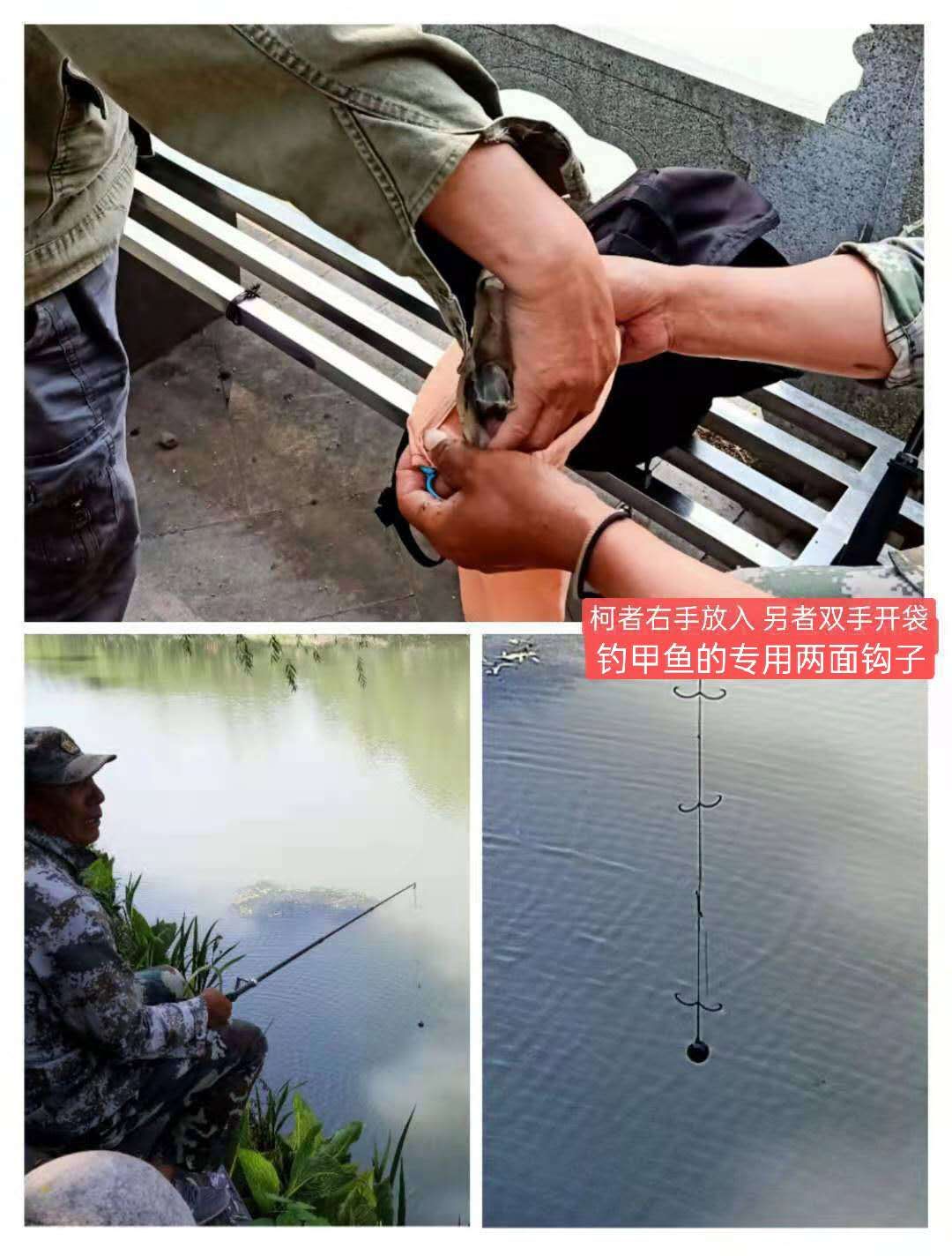 紫荊港源紫荊花紫荆港河穿八桥绿道两岸垂钓人双手活柯野生甲鱼