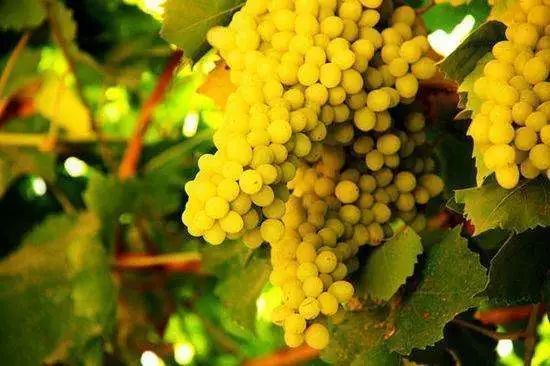 全新疆著名的特产,盘点十大新疆的特产