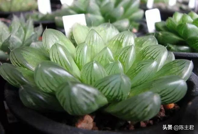 十大最贵法师多肉排行榜,玉露多肉最贵多少钱一棵