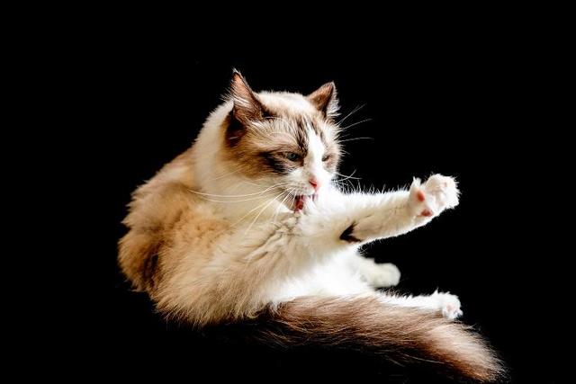 纯种布偶重点色品相,纯种布偶和不纯的区别