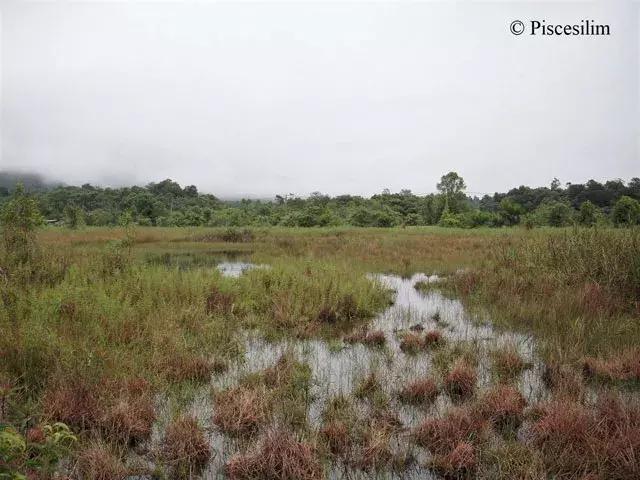 原生资讯｜和平与战争的使者-英贝利斯斗鱼