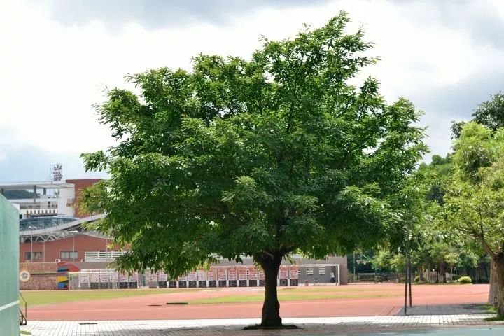 红岭中学可以走读吗,深圳红岭中学优缺点