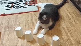 猫咪猜杯子游戏第三关,猫猜杯子游戏