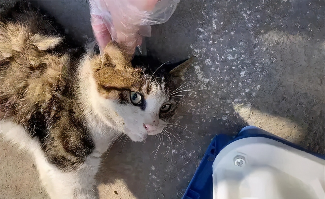 狸花猫背部受伤救助,狸花猫被主人打骨折