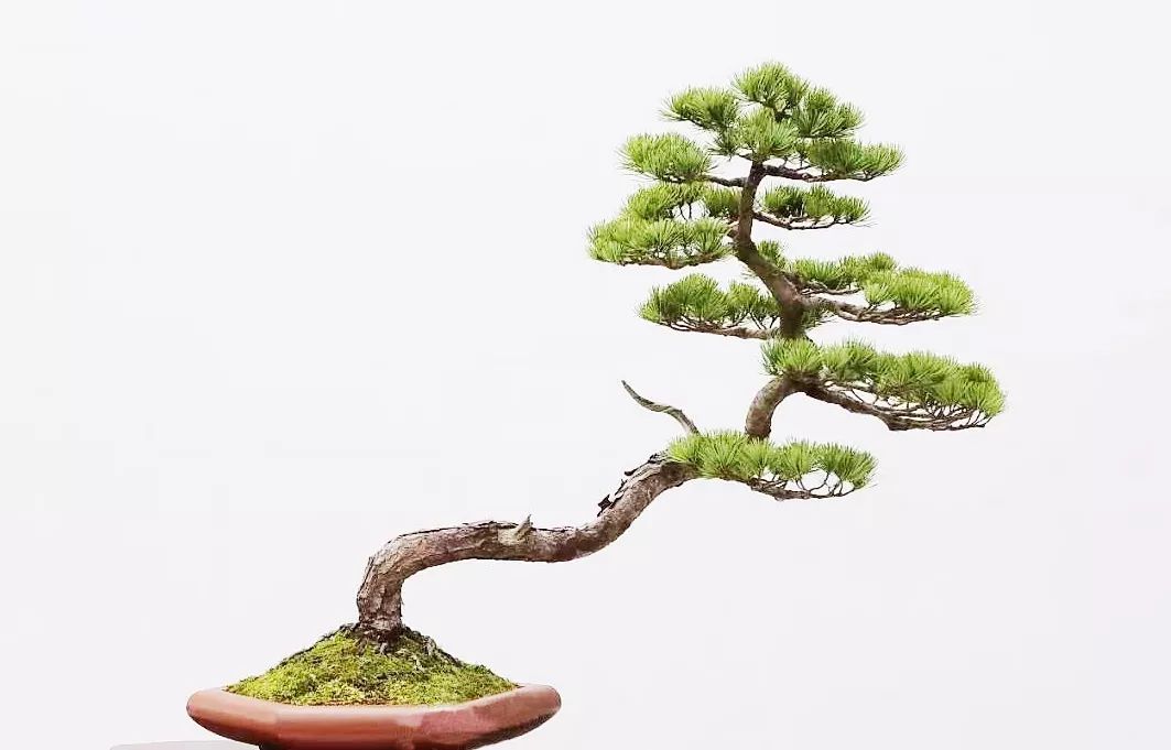 1000元左右黑松盆景,黑松基地黑松盆景