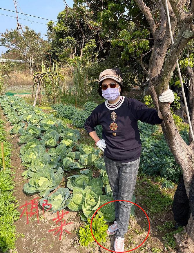 汪明荃的鞋子,汪明荃出席活动照
