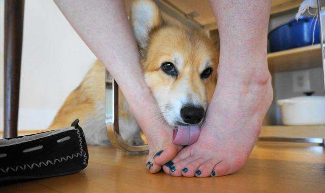 狗狗爱舔这五个部位,狗狗喜欢舔人眼睛