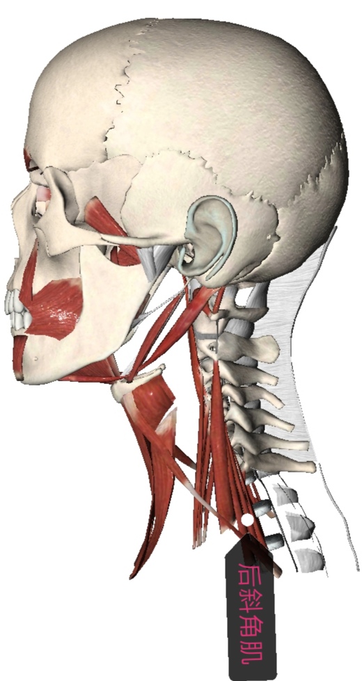 前中斜角综合症,前中斜角肌间沟有多长