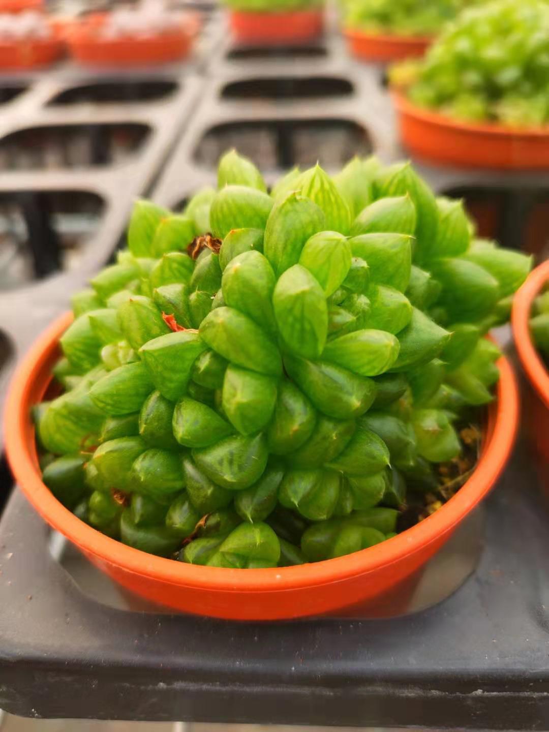 皮实好养又好看的多肉有哪些,皮实好度夏的多肉种类