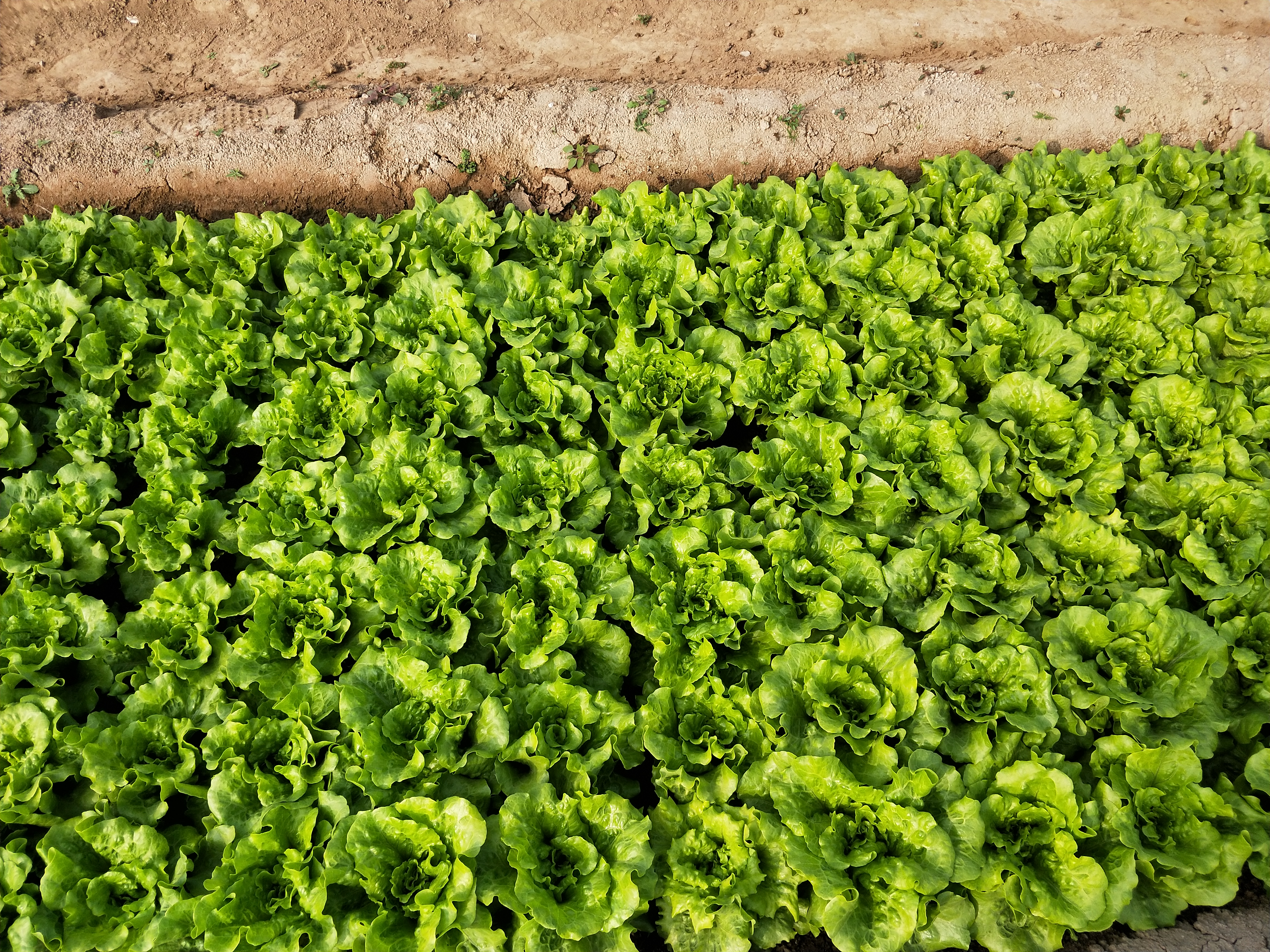 生菜催芽播种后几天可以出苗,湖北现在播种生菜几天出苗