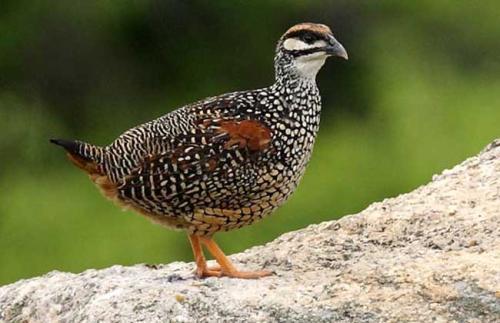 鹧鸪的饲养管理都需要注意什么，养殖利润高不高