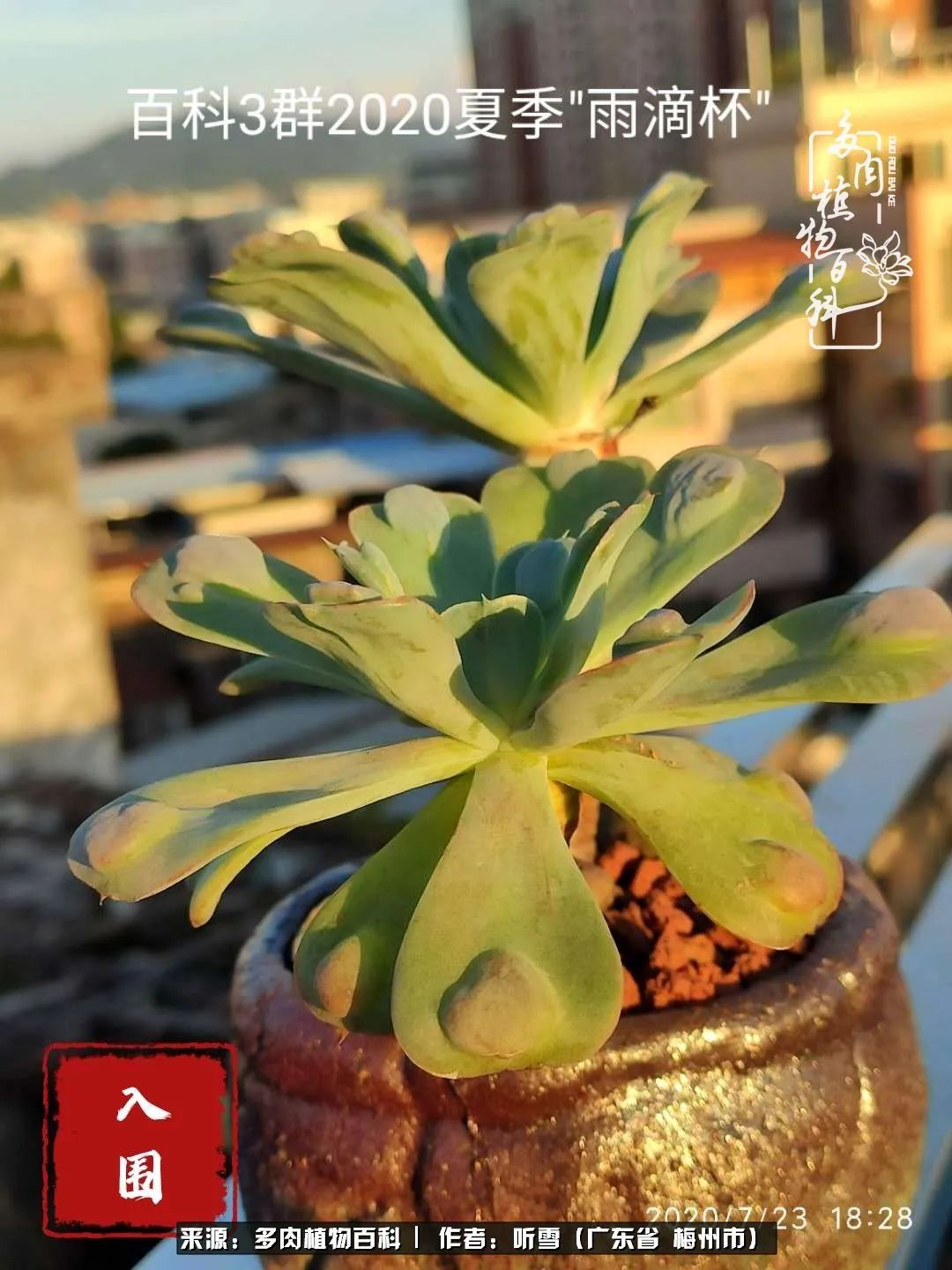 爱上多肉精致生活,爱上多肉我们的减压法宝