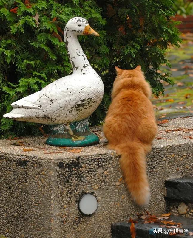 医生说我家猫很有性格,医生说我的猫有点傻