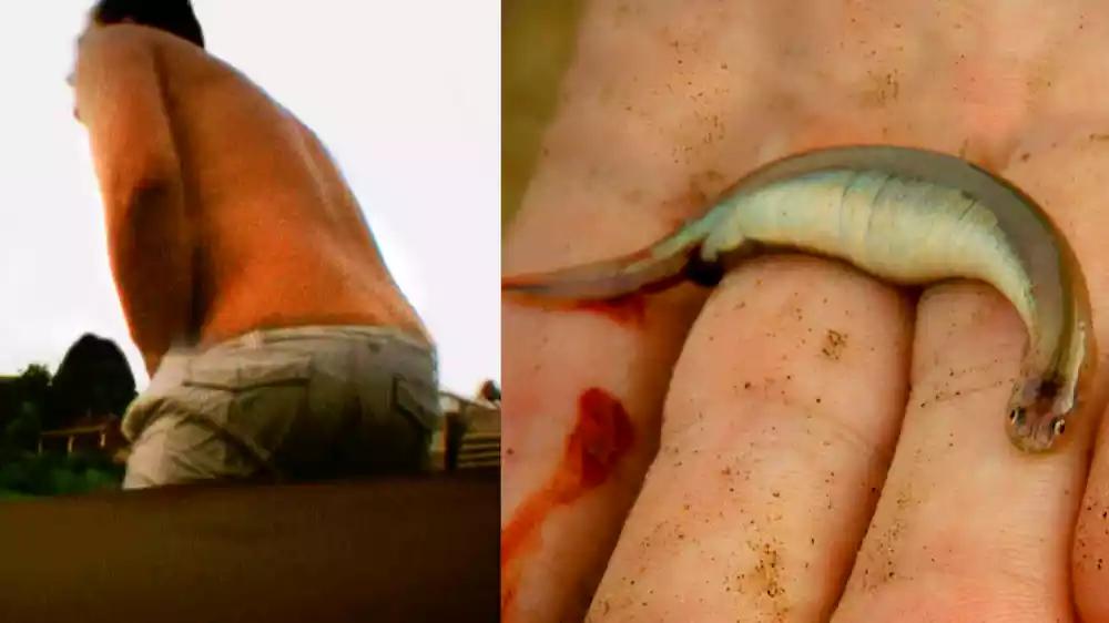 巴西惊现“吸血鬼鱼”！攻击人的隐私部位，将寄主吸食干净才离开