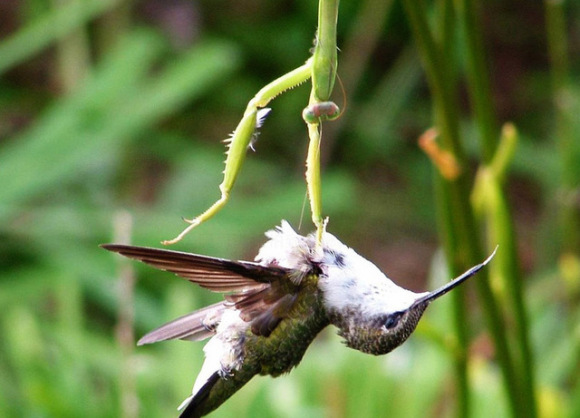 鸟VS螳螂，却被螳螂吃掉！“元芳”你怎么看