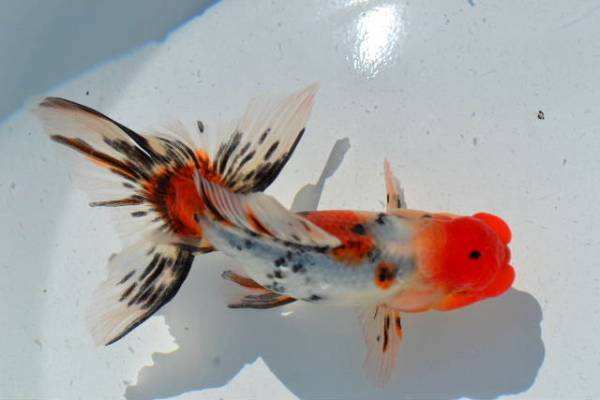 新手养金鱼哪种金鱼最好养,金鱼种类和饲养难度