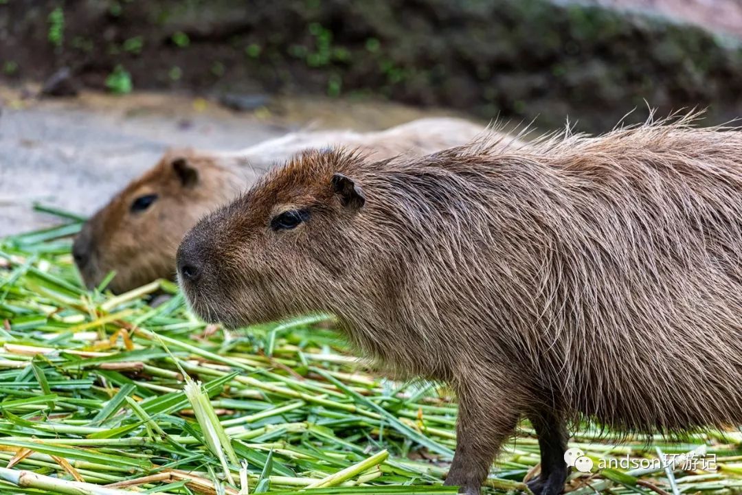 印尼你好怎么发音,印尼歌曲你好傻