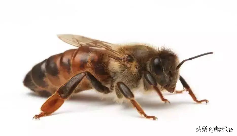 蜜源充足蜜蜂不出勤,新蜂王不产卵蜂脾全上蜜了