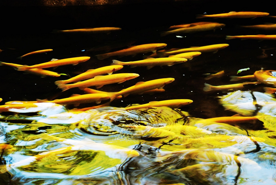 武山县油菜花旅游打卡地,天水武山滩歌油菜花海掠影