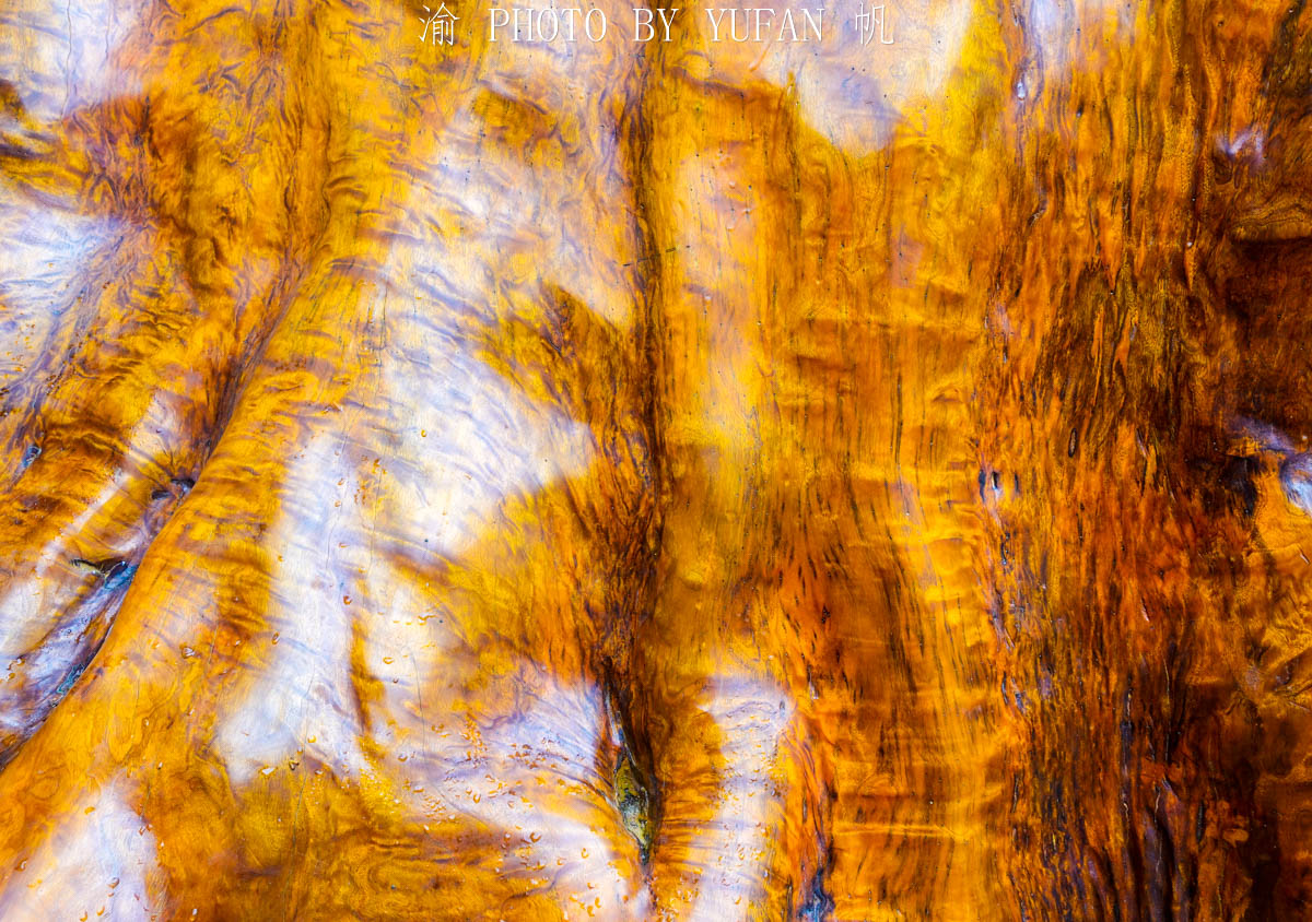 全国最大金丝楠木树视频,金丝楠木渡劫成功了是什么样子