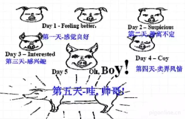 母猪不发情吃什么药,母猪为什么不生崽