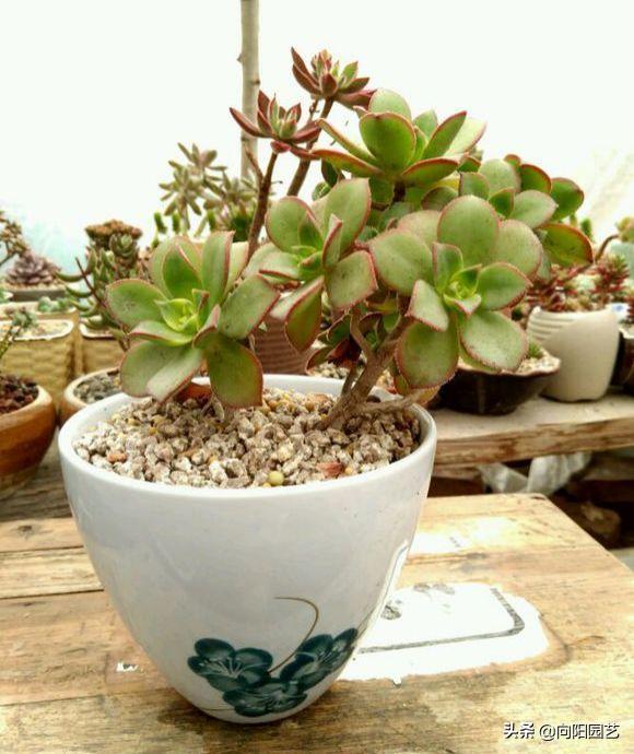 切酒瓶做花盆养多肉看效果,自制酒瓶多肉花盆如何造型