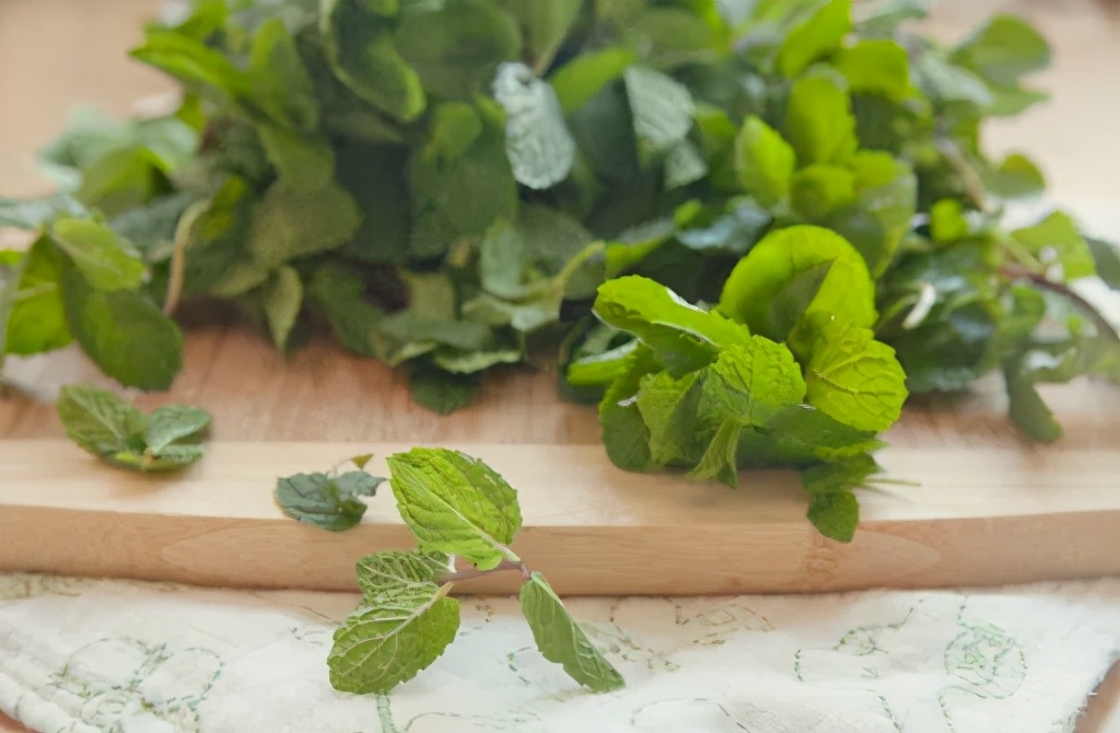 观花草本植物推荐,最具观赏性的观叶植物