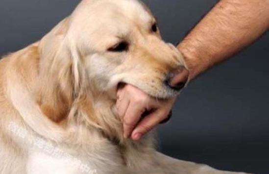 小狗崽不听话可以打吗,小狗崽一直咬东西怎么回事