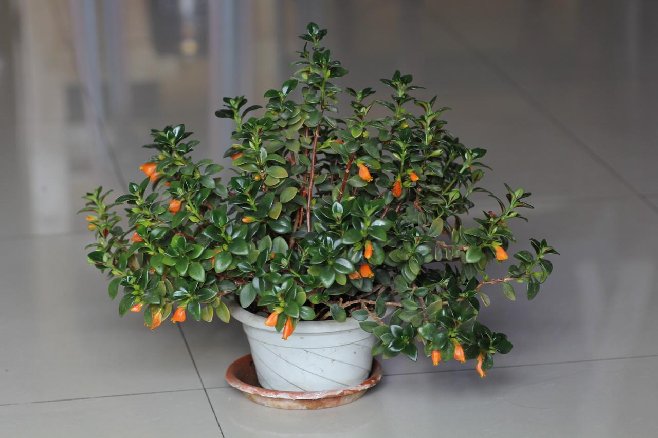 好养皮实的吊兰植物,金鱼吊兰怎么养一年开次花