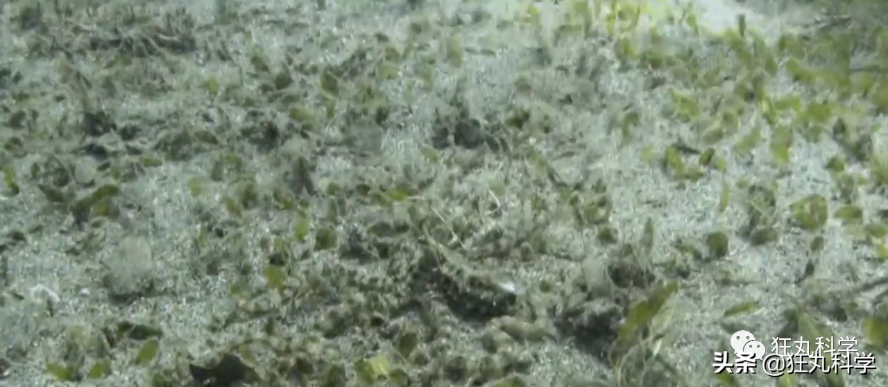 看完章鱼两条腿跑路的样子，我差点信了它是外星人后代