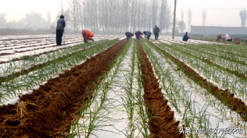 种全国、卖全球,仁兆洋葱让“小洋葱”打开“大世界”